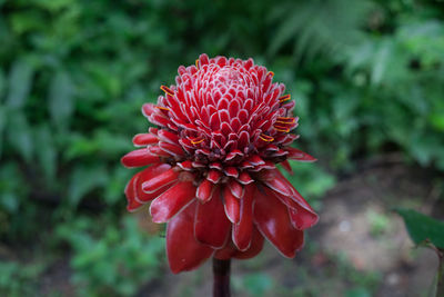 Close-up of red flower in park