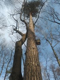 Low angle view of bare tree against sky