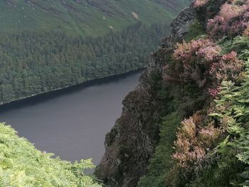 High angle view of river amidst trees