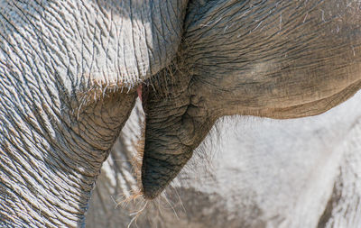 Close-up of elephant