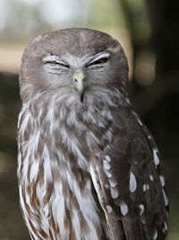 Close-up of a bird