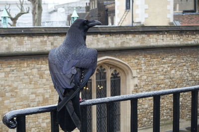 Pigeon perching on statue against building