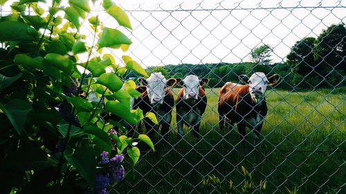 Close-up of chainlink fence on field