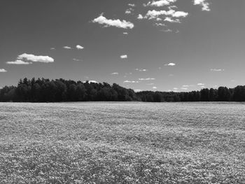 Scenic view of field against sky