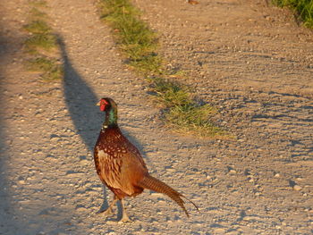 View of a bird on field