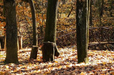 Trees in forest during autumn