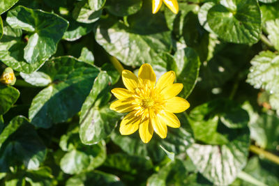 Close-up of yellow flowering plant