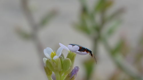 Beetle on purple flower, on sand