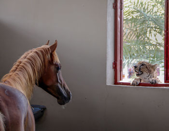View of a dog looking through window