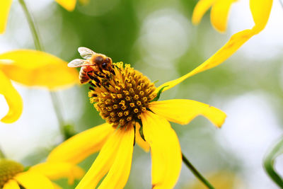 Close-up of bee on yellow flower