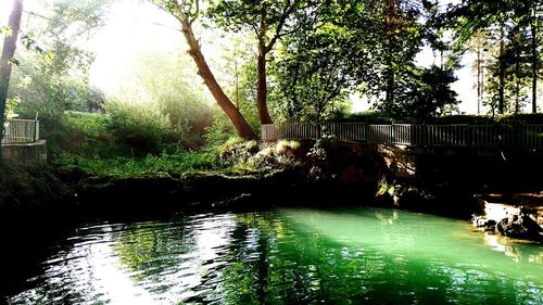 Bridge over river in forest