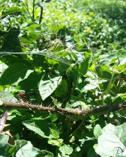 Close-up of insect on plant