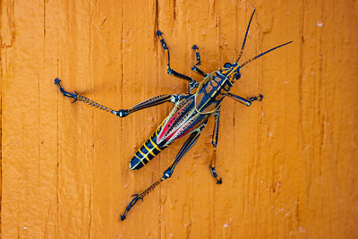 Close-up of dragonfly on wall