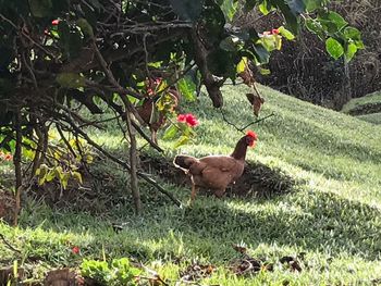 Bird perching on plant in field