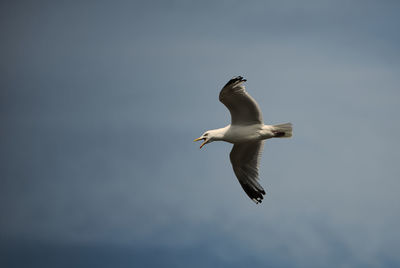 Low angle view of seagull flying