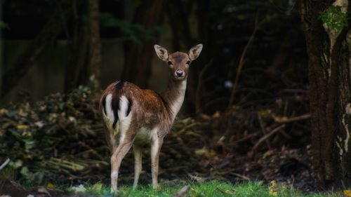 Portrait of deer standing on field