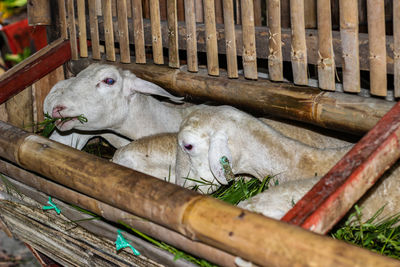 View of an animal in cage