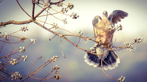 Low angle view of bird perching on branch against cloudy sky