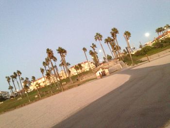 Palm trees along road