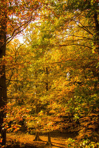 Autumn trees in forest