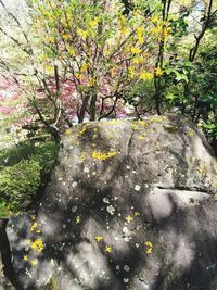 Trees growing on branch