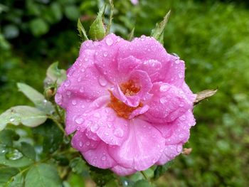 Close-up of wet plant