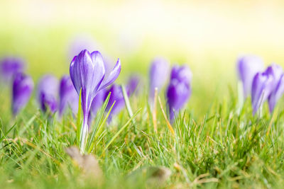 Close-up of purple crocus flowers on field