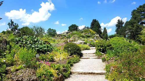 Scenic view of flowering plants against sky