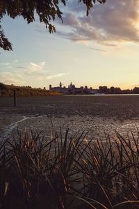 Plants growing on field at sunset