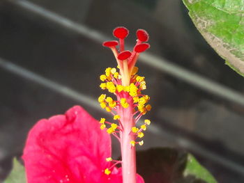 Close-up of red flower blooming outdoors