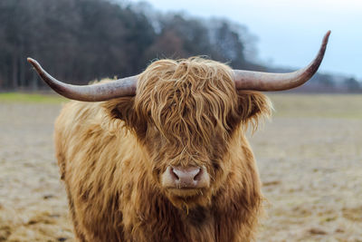 Portrait of highland cattle