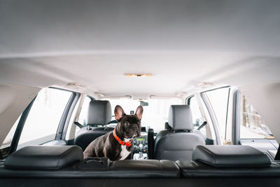 French bulldog dog sitting  in car