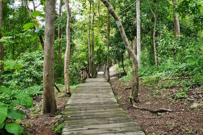 Footpath amidst trees in forest