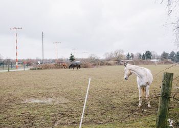 Horse on field