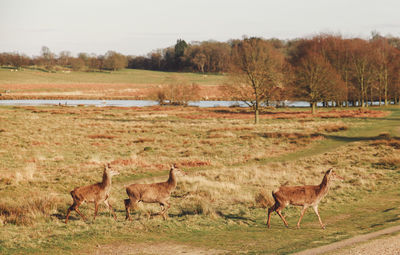 Deer grazing on field at richmond park