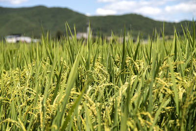 Close-up of grass in field