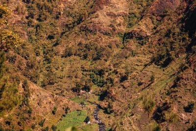 High angle view of plants on land