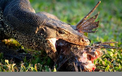 Close-up of a water monitor eating fish