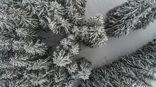 High angle view of frozen tree during winter