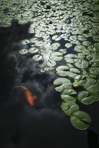 High angle view of water lily leaves floating on lake