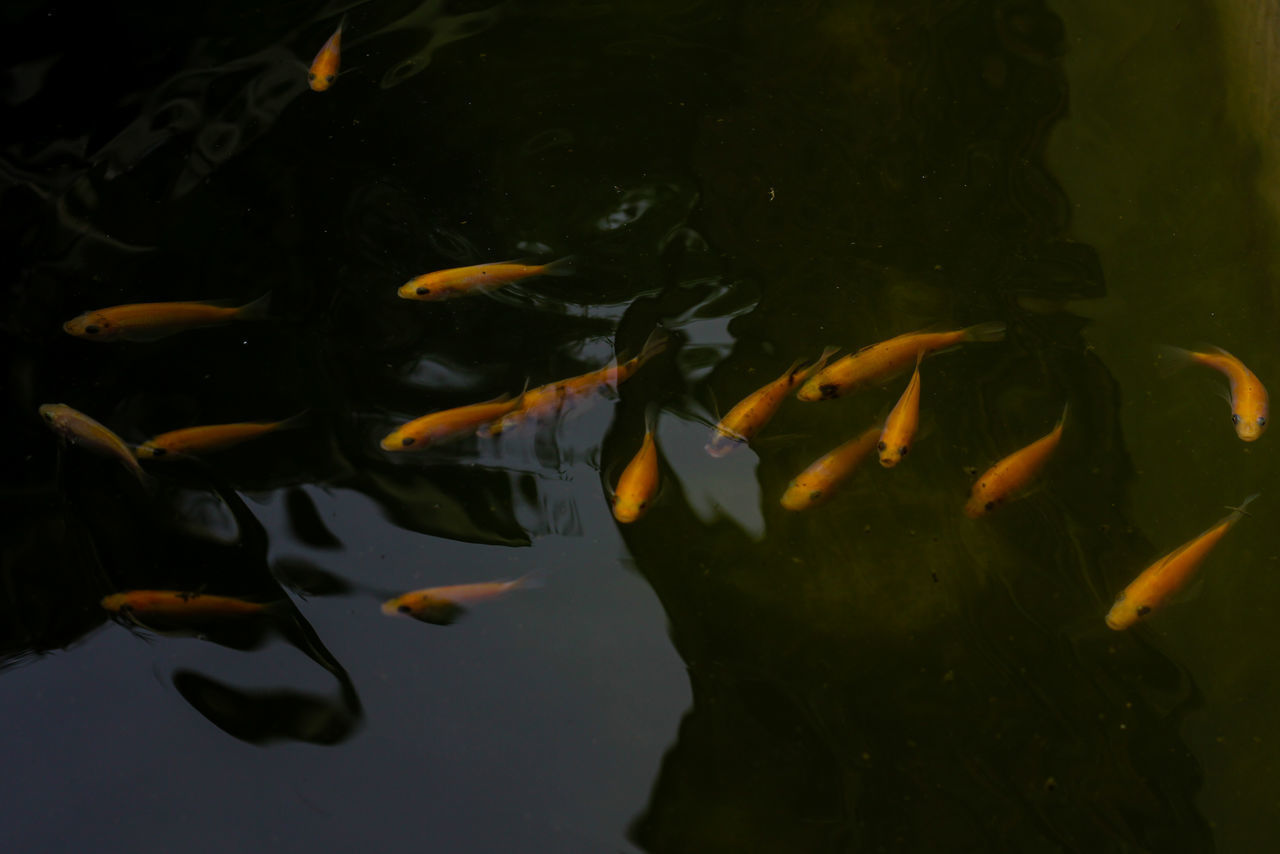 VIEW OF FISH IN SEA