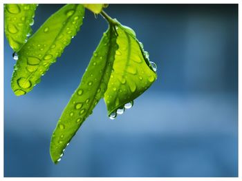 Close-up of raindrops on leaves