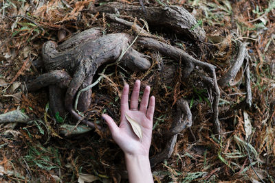 Cropped hand holding leaf on field