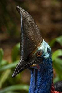 Close up on ancient cassowary bird face,  queensland, australia