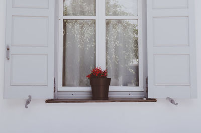 Potted plant on window