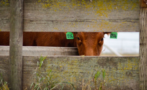 Cow looking through a wooden fence on a ranch