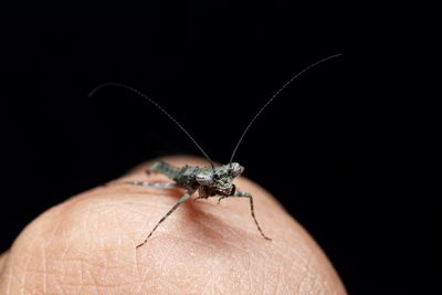 Close-up of insect on hand against black background