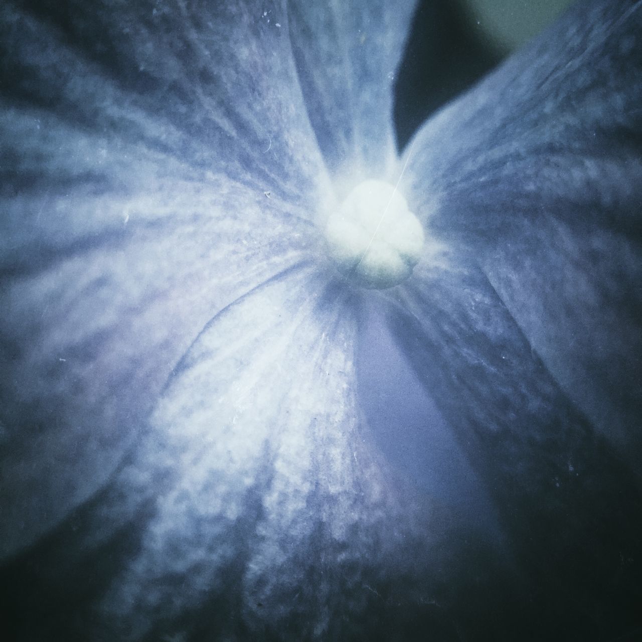 low angle view, flower, beauty in nature, nature, fragility, sky, single flower, growth, close-up, flower head, backgrounds, freshness, outdoors, full frame, no people, day, petal, sunlight, softness, selective focus