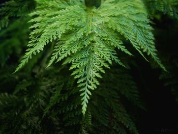 Close-up of fresh green fern