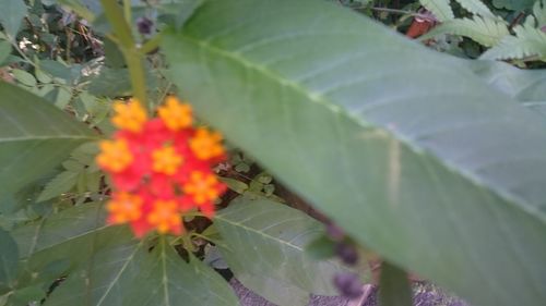 Close-up of plant